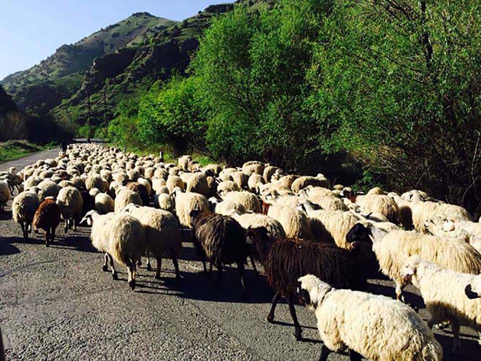 Ոչխարի Խուզման Փառատոն 2017