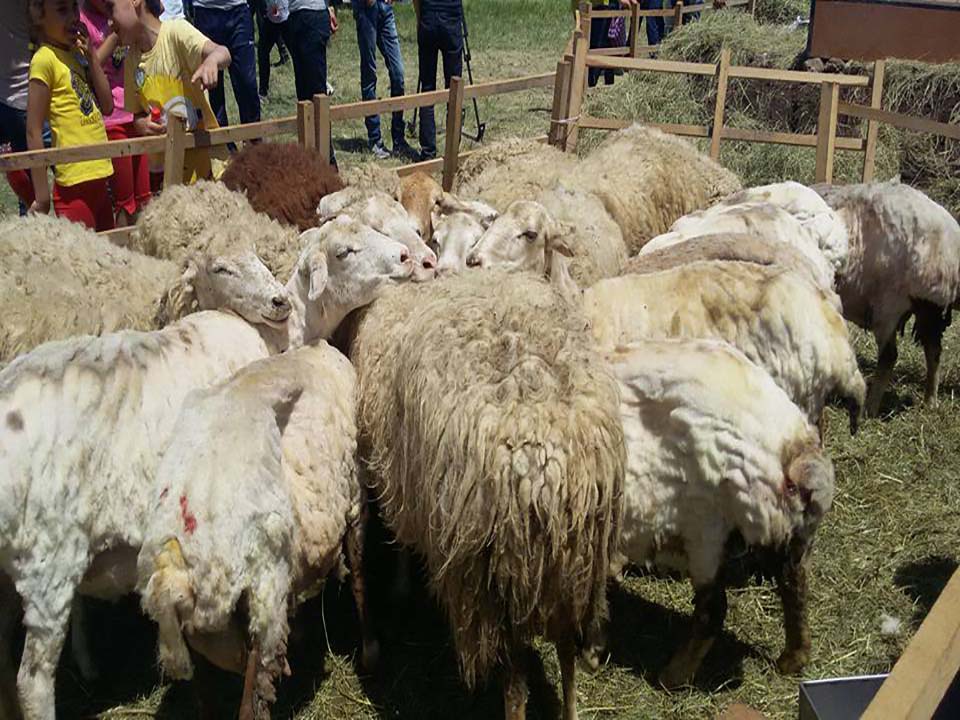 Ոչխարի Խուզման Փառատոն 2017