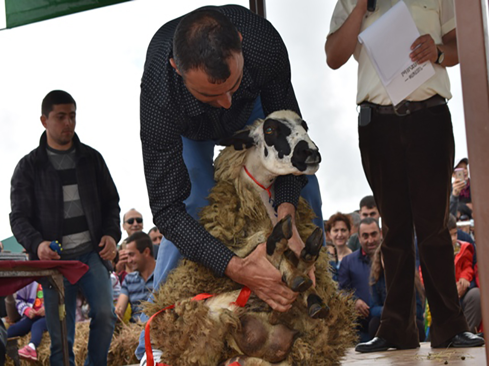 Ոչխարի Խուզման Փառատոն 2018
